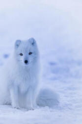 Arctic Fox: The Arctic Fox Has a Round Body Shape, Short Nose and Legs, and Short, Fluffy Ears - Planners and Journals (ISBN: 9781796321661)