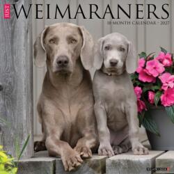 Weimaraners 2027 Wall (ISBN: 9781549262845)