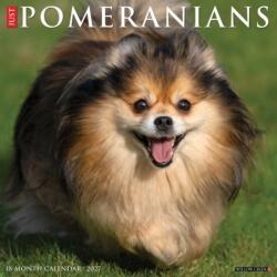Pomeranians 2027 Wall (ISBN: 9781549261855)
