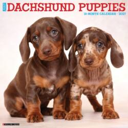 Dachshund Puppies 2027 Wall (ISBN: 9781549259944)