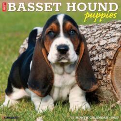 Basset Hound Puppies 2027 Wall (ISBN: 9781549259036)