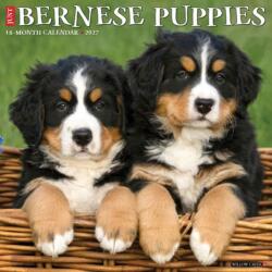 Bernese Mountain Puppies 2027 Wall (ISBN: 9781549259142)