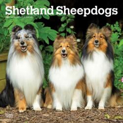 Shetland Sheepdogs 2027 12 X 24 Inch (Hanging) Monthly Square Wall Calendar Plastic-Free (ISBN: 9798330712663)