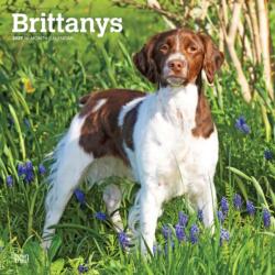 Brittanys 2027 12 x 24 Inch (Hanging) Monthly Square Wall Calendar Plastic-Free BrownTrout Animals Dog Breeds (ISBN: 9798330712311)