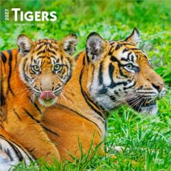 Tigers 2027 12 X 24 Inch (Hanging) Monthly Square Wall Calendar Plastic-Free (ISBN: 9798330712120)