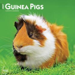Guinea Pigs 2027 12 X 24 Inch (Hanging) Monthly Square Wall Calendar Plastic-Free (ISBN: 9798330711901)
