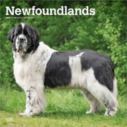 Newfoundlands 2027 12 X 24 Inch (Hanging) Monthly Square Wall Calendar Plastic-Free (ISBN: 9798330712588)