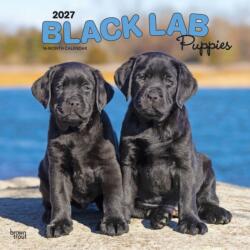 Black Labrador Retriever Puppies 2027 12 X 24 Inch (Hanging) Monthly Square Wall Calendar Plastic-Free (ISBN: 9798330712526)