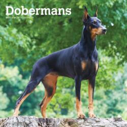 Dobermans 2027 12 X 24 Inch (Hanging) Monthly Square Wall Calendar Plastic-Free (ISBN: 9798330712410)