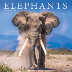 Elephants (ISBN: 9781806481323)