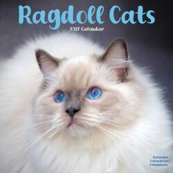 Cats Ragdoll (ISBN: 9781806481255)