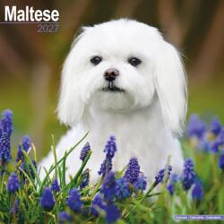 Maltese (ISBN: 9781806480654)
