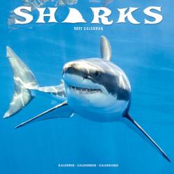 Sharks (ISBN: 9781806481507)
