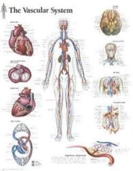 Vascular System Paper Poster (ISBN: 9781930633544)