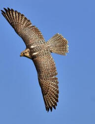Falcon: Birds of Prey in the Genus Falco, Which Includes about 40 Species. Falcons Are Widely Distributed on All Continents of - Planners and Journals (2019)