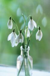 Memo Block Snowdrop (ISBN: 9780754832072)