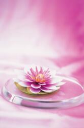 Memo Block Waterlily (ISBN: 9780754831921)