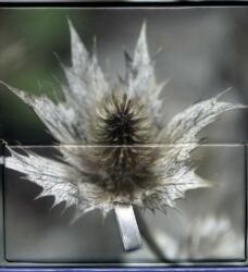 Memo Block Winter Flower (ISBN: 9780754832065)