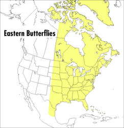 A Field Guide to Eastern Butterflies (ISBN: 9780395904534)