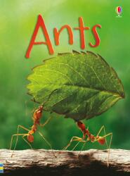 Lucy Bowman - Ants - Lucy Bowman (2016)