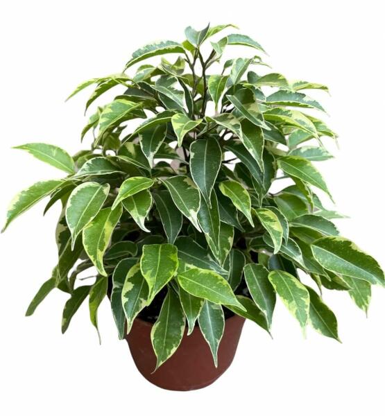 Vásárlás: Ficus Benjamina Green Kinky 12 cm-es cserépben, kb. 20 cm magas  Virág árak összehasonlítása, Ficus Benjamina Green Kinky 12 cm es cserépben  kb 20 cm magas boltok