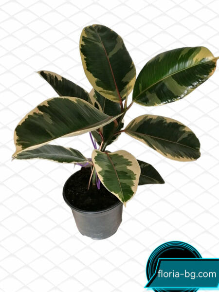 ФИКУС ( ШАРЕН) Цветя Цени, оферти и мнения, списък с магазини, евтино ...