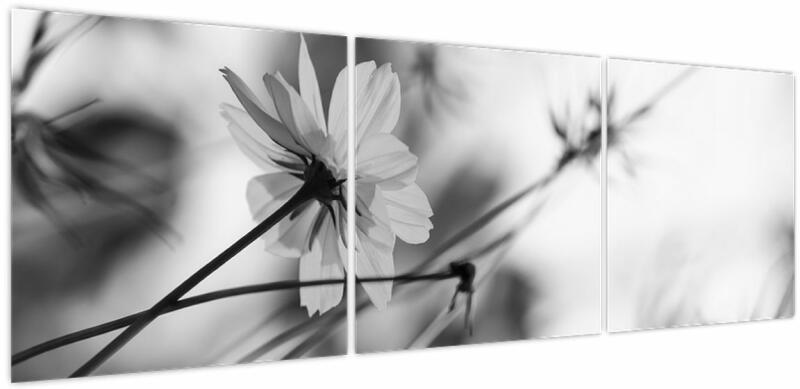 Vásárlás: Mivali Kép - Fekete-fehér virágok, háromrészes 150x50 cm Grafika,  falikép árak összehasonlítása, Kép Fekete fehér virágok háromrészes 150 x 50  cm boltok