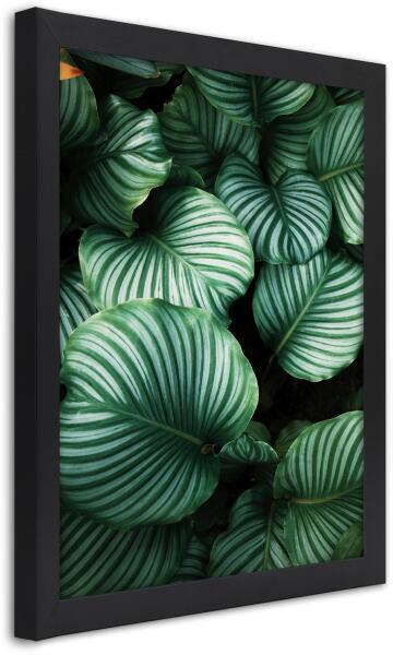 Vásárlás: Gario Poszter Zöld növények levelekkel A keret színe: Fekete,  Méret: 40 x 60 cm Grafika, falikép árak összehasonlítása, Poszter Zöld  növények levelekkel A keret színe Fekete Méret 40 x 60 cm boltok