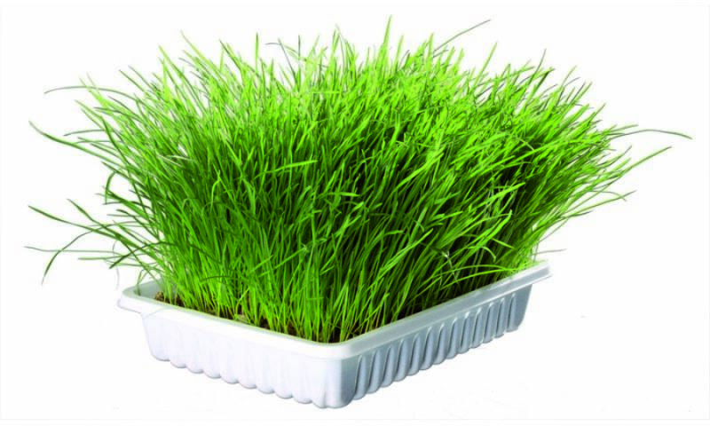 Macskafű kölyök macskának 100 g