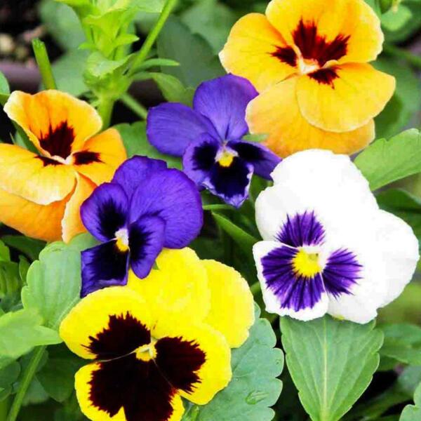 Pop Vriend Seeds Seminte de panselute MIX, 0.15 grame (HCTG00176 ...