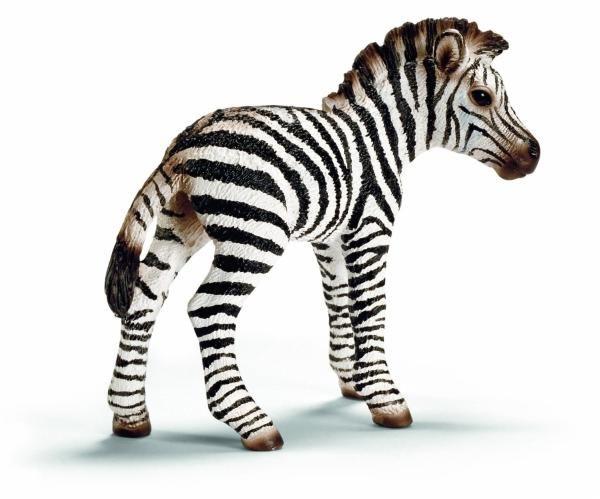 Zebra csikó (14393)