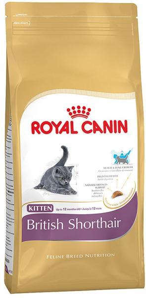 Kitten British Shorthair 2 kg