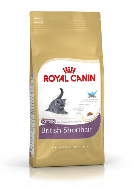 Kitten British Shorthair 400 g
