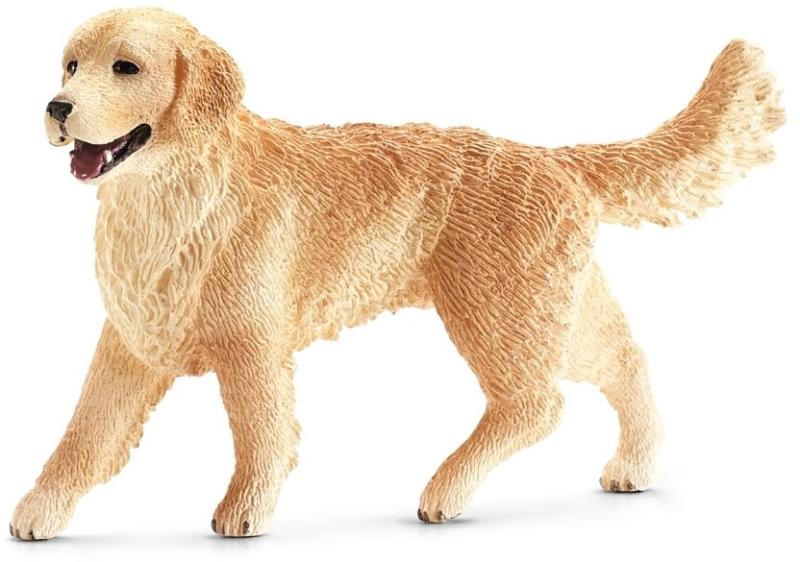 Golden Retriever Szuka (16395)