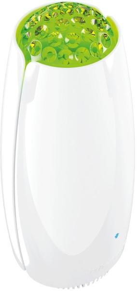 Tulip 80
