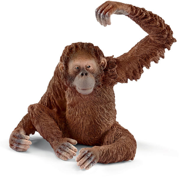 Orangután nőstény (14775)