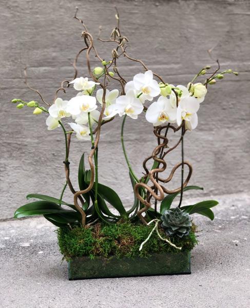 princess Avenue alcohol ImodFlowers Aranjament floral cu orhidee in ghiveci (Flori) - Preturi