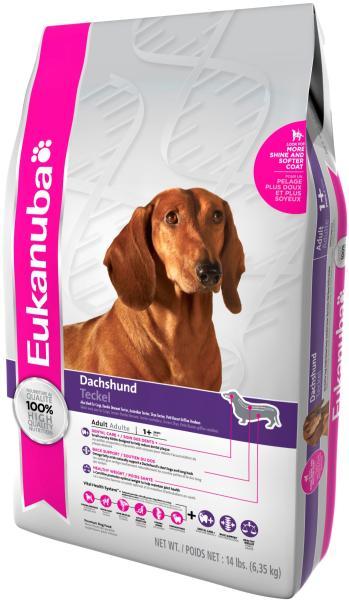 Adult Dachshund 2,5 kg