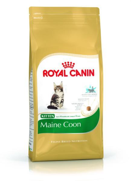 FBN Kitten Maine Coon 36 4 kg
