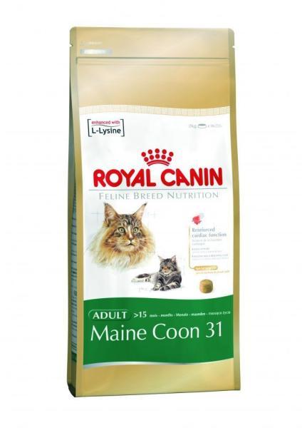 FBN Maine Coon 31 2 kg