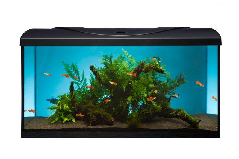 Startup LED 80 szögletes 112 l