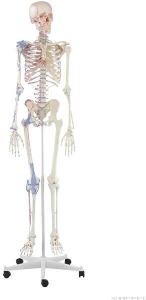 Vásárlás: Erler Zimmer Emberi csontváz izomjelekkel és szalagokkal, 176 cm  (MO-3010) Tudományos és ismeretterjesztő játék árak összehasonlítása,  Emberi csontváz izomjelekkel és szalagokkal 176 cm MO 3010 boltok