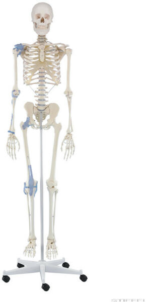 Vásárlás: Erler Zimmer Emberi csontváz szalagokkal, 176 cm (MO-3004)  Tudományos és ismeretterjesztő játék árak összehasonlítása, Emberi csontváz  szalagokkal 176 cm MO 3004 boltok