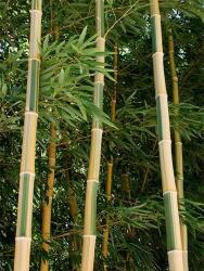  neonszárú óriás vastag bambusz - Phyllostachys vivax Huanwenzhu Inversa (huanwenzu)