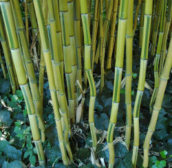  Cikcakkos sárga-zöld csíkos bambusz - Phyllostachys aureosulcata spectabilis (spectabilis)