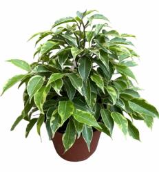  Ficus Benjamina Green Kinky 12 cm-es cserépben, kb. 20 cm magas