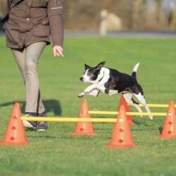 TRIXIE Dog Activity agility akadálypálya szett (Tartalom: 4 bólya, 2 rúd, Méretek: Ø30cm x 50/100cm)