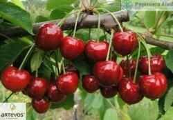 Pom Fruct Cires KassandraⓈ (Mahaleb) (PF)