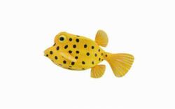 CollectA Figurina Peste Cubicus Boxfish S Collecta (COL88788S) - ookee