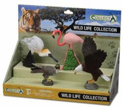 CollectA Set 4 figurine pasari exotice - Collecta 89810 (COL89810LPP) Figurina